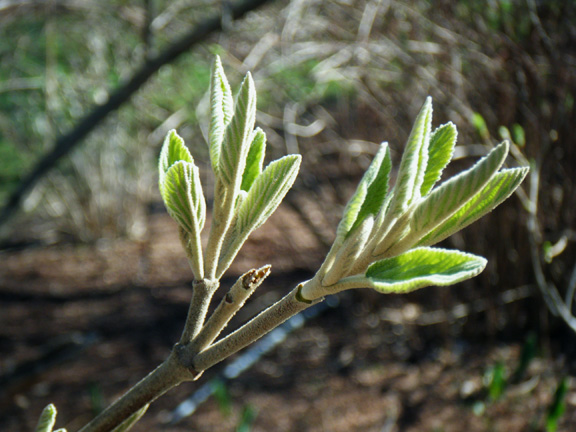 Buds In Spring
