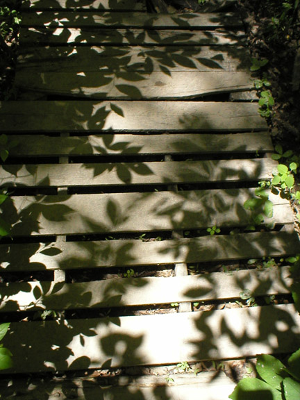 Comau Path With Leaf Shadows