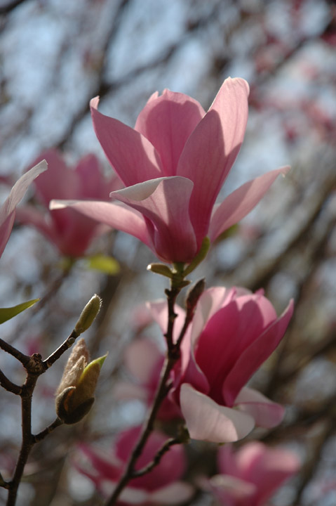 Magnolias In Sun